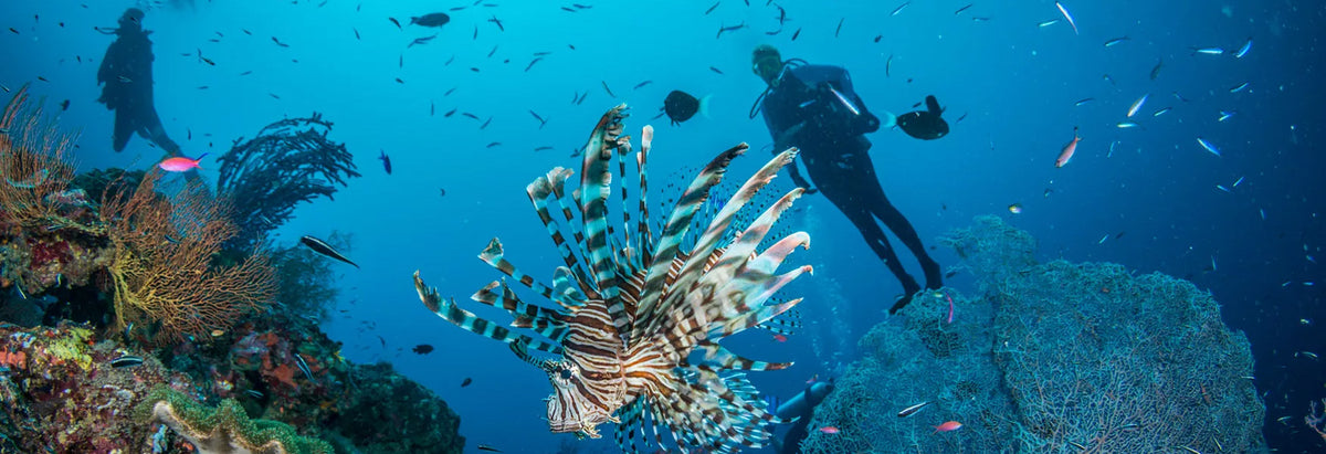 Solomon Islands - Dive Gizo