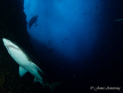 Adreno South West Rocks Scuba Trip