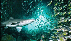 Adreno South West Rocks Scuba Trip