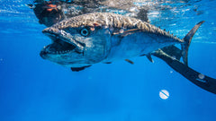 The Coral Sea Spearfishing Trips - Departing Gladstone