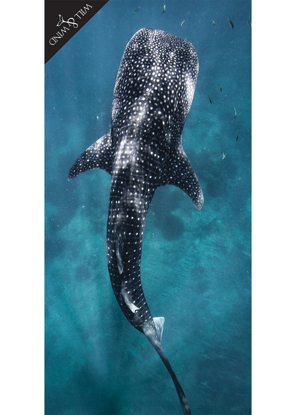 Whale shark towel sale