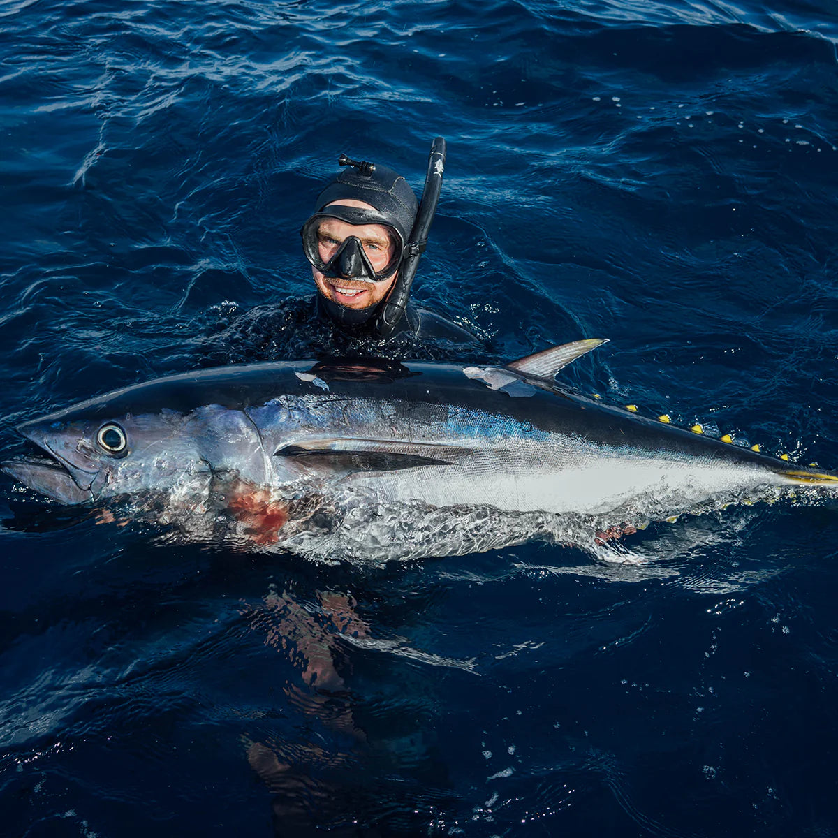 Southern Bluefin Tuna