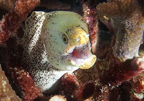 Midweek Curtin Artificial Reef Single Night Dive