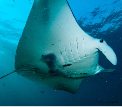 North Stradbroke Island Double Dive