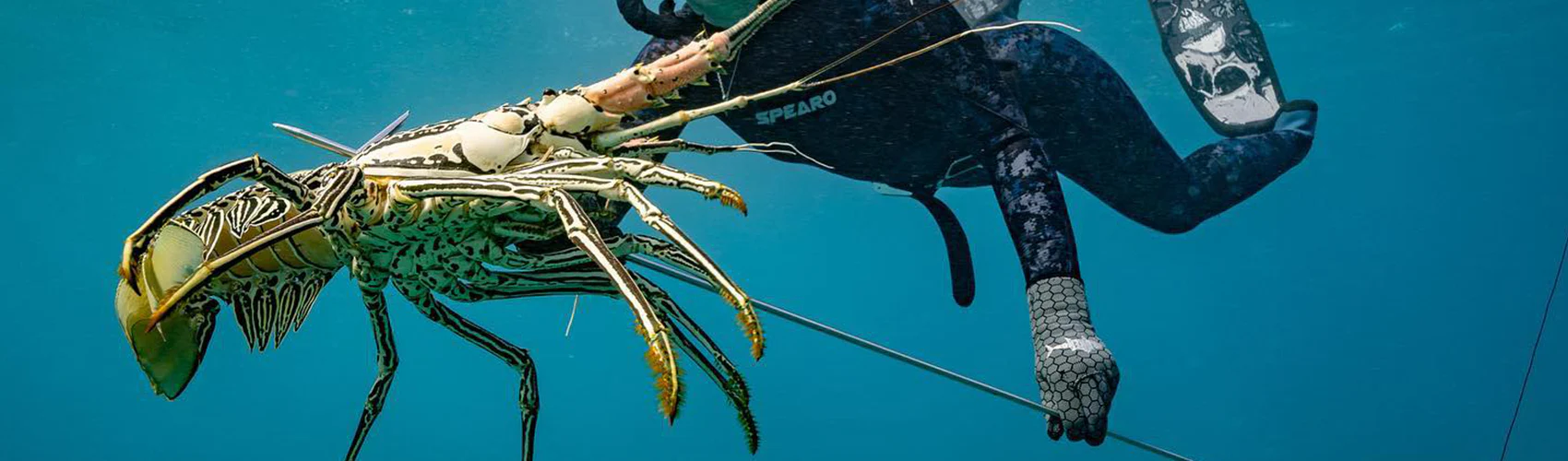Australian Crayfish