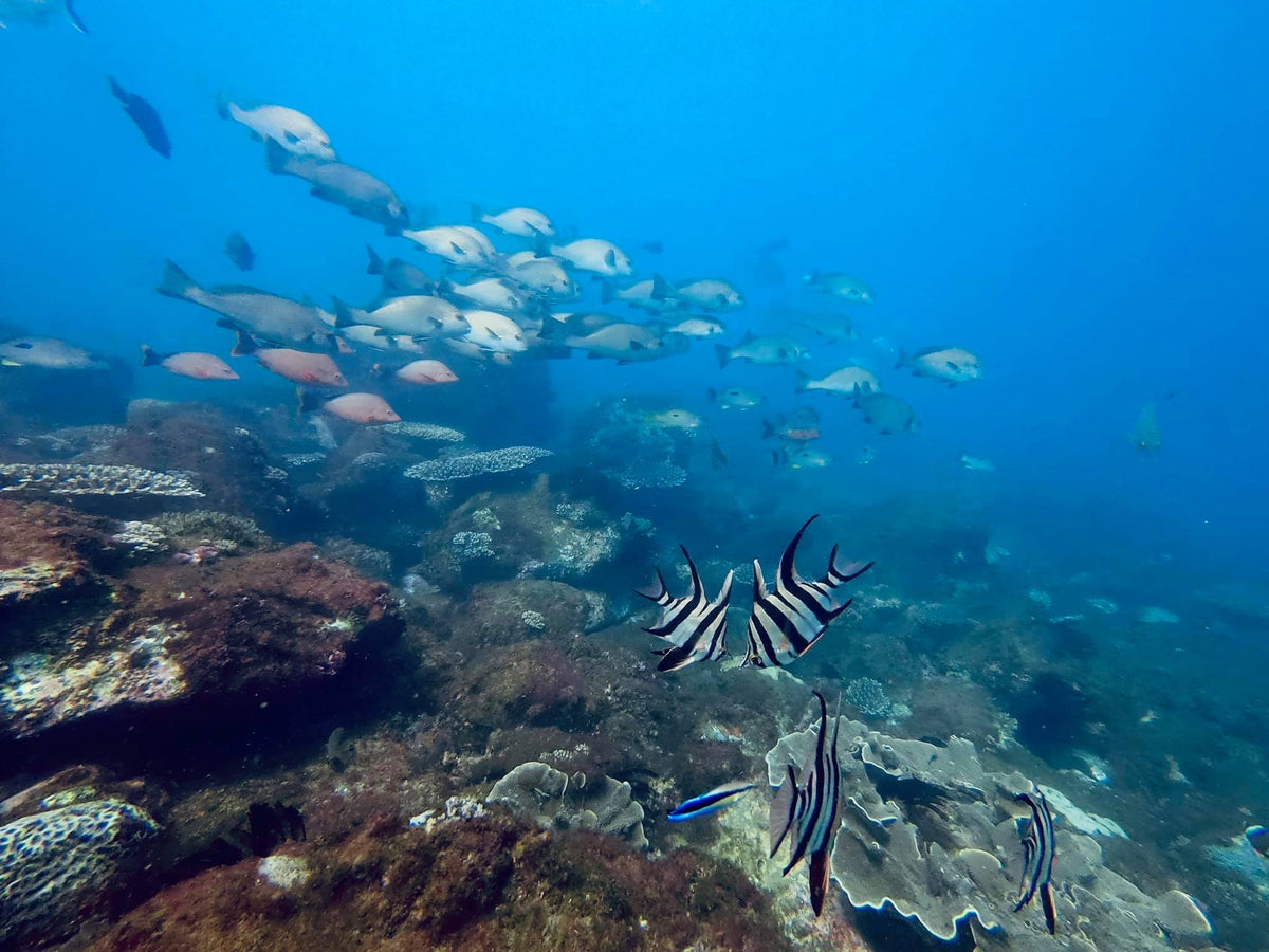 China Wall & Cherubs Cave Double Dive