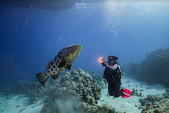 SSI Open Water Diver Course - Gold Coast