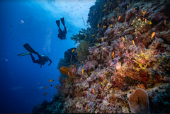 SSI Open Water Diver Course - Gold Coast