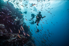 SSI Open Water Diver Course - Gold Coast