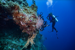 SSI Open Water Diver Course - Gold Coast