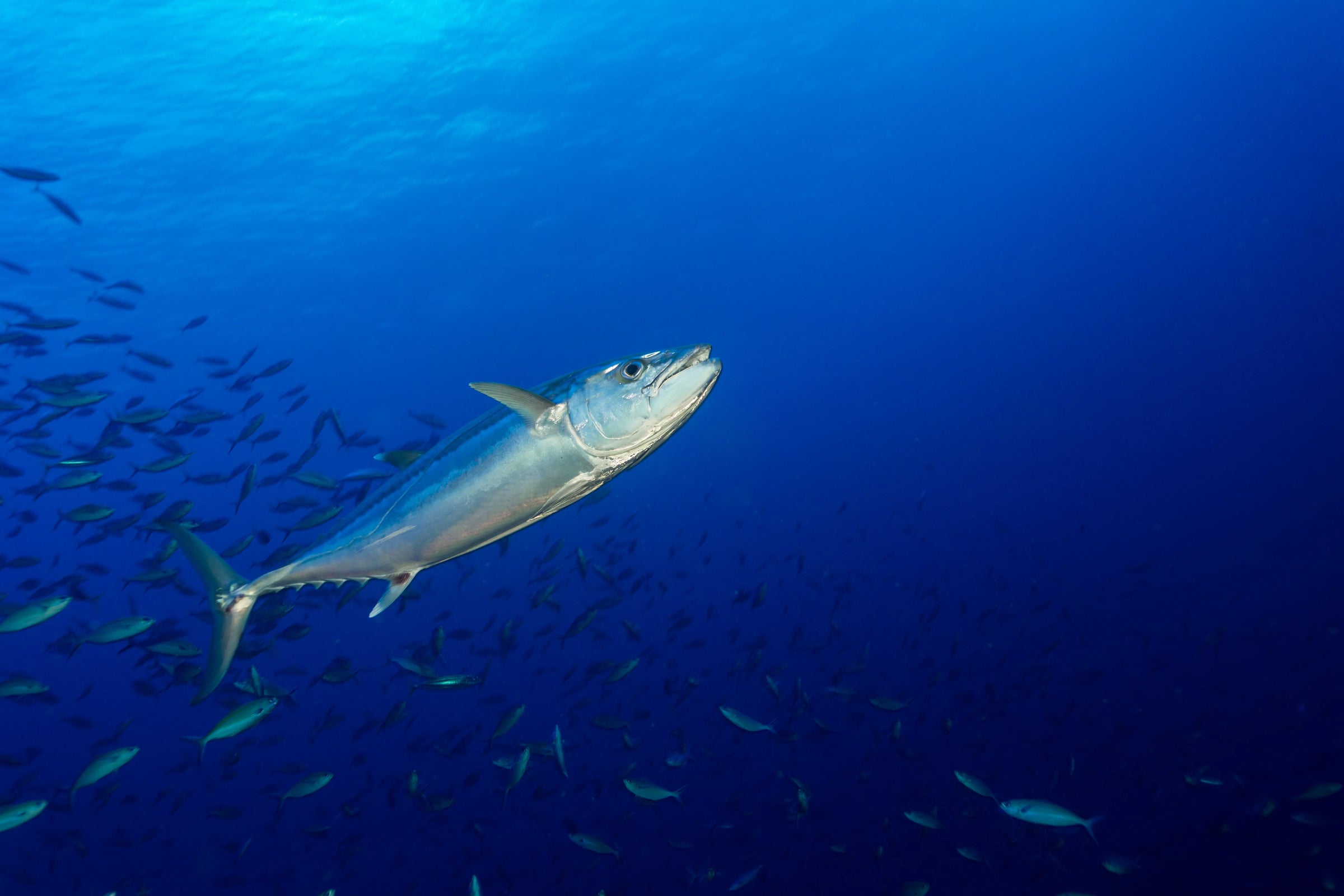 Dogtooth Tuna