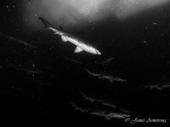 Adreno South West Rocks Scuba Trip